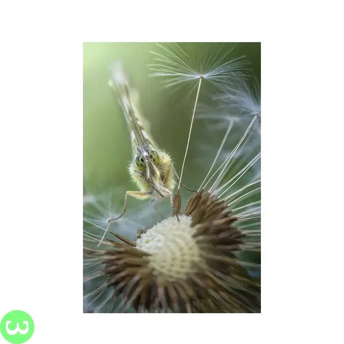 Laowa 100mm f2.8 2X Ultra Macro APO Lens